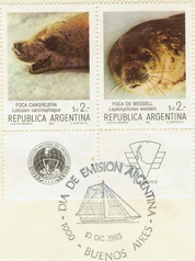 Weddell Seal